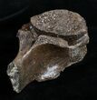 Woolly Rhinoceros Vertebra Bone - Late Pleistocene #3448-4